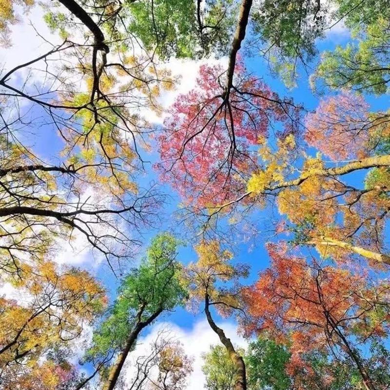 向阳花☀️