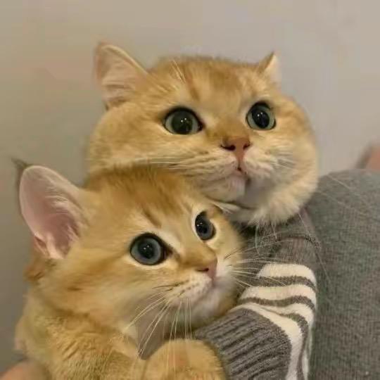 狗的猫宁🍓