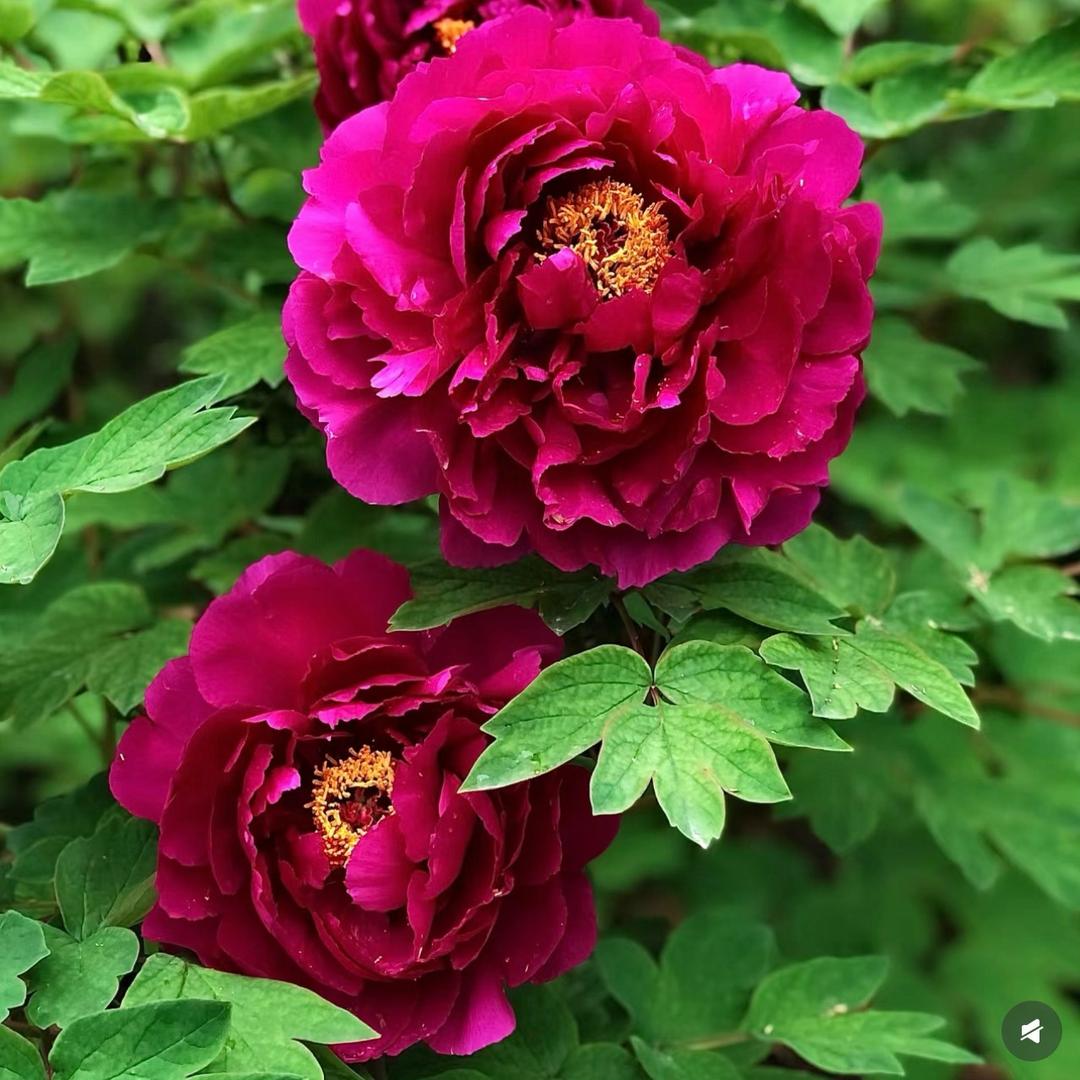 🌺花开富贵～王多鱼🌺