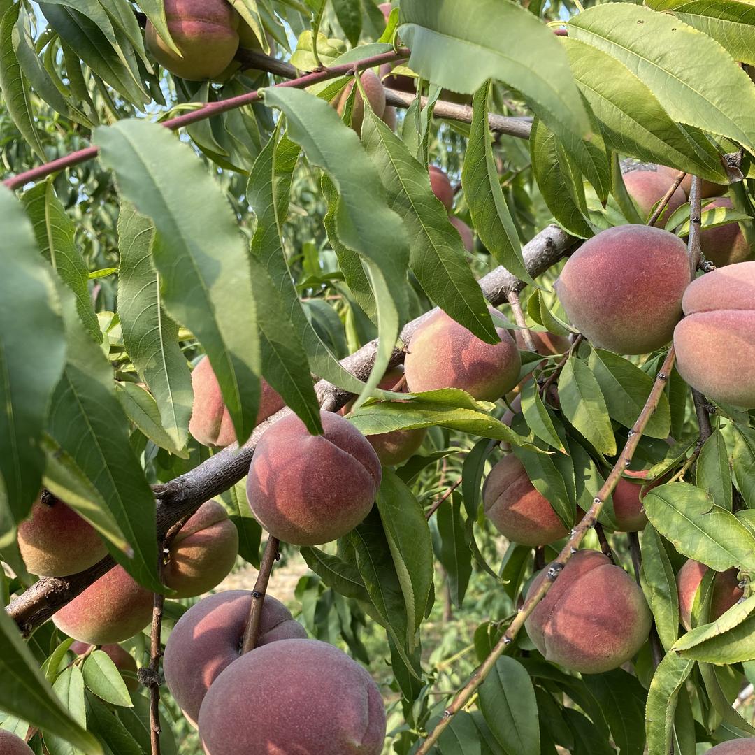 老公甄选好果（蒙阴蜜桃）
