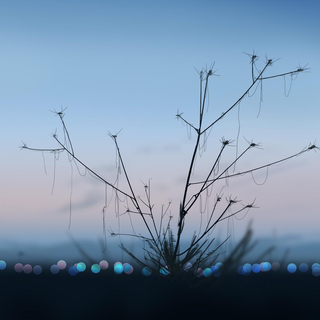 阿楊，不会拍📷