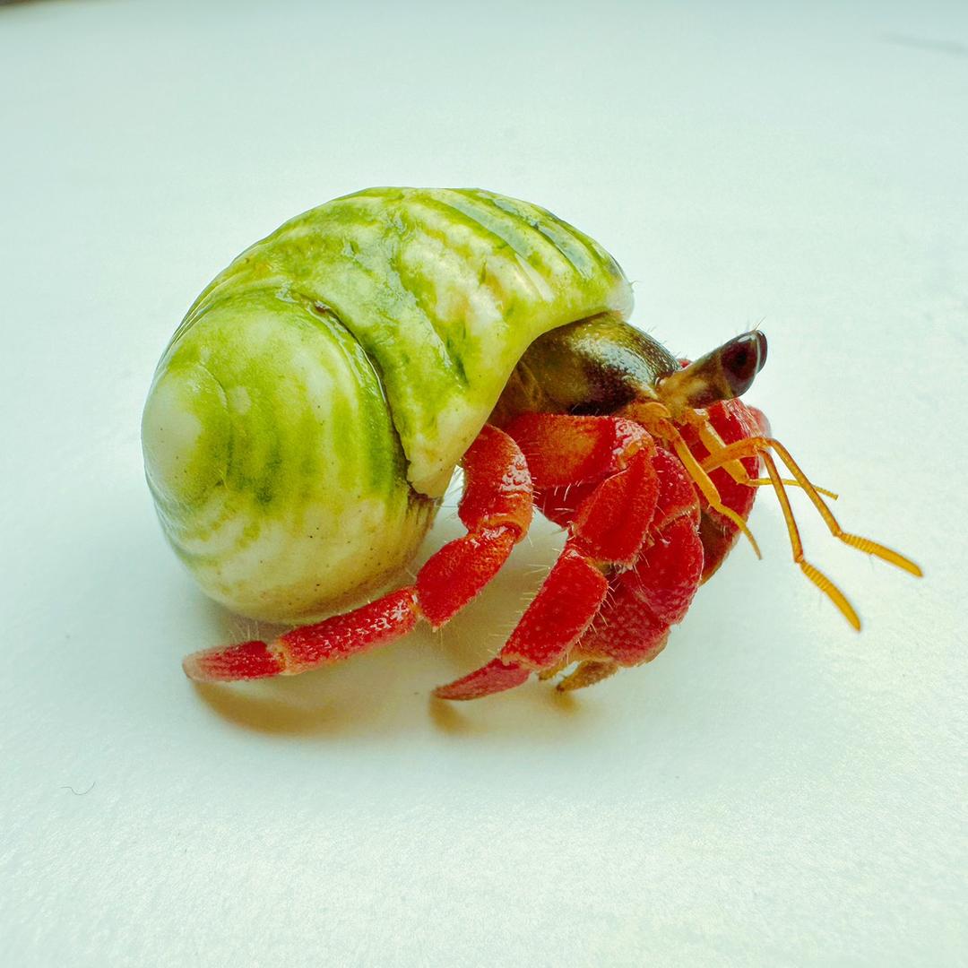 波波蟹舍
