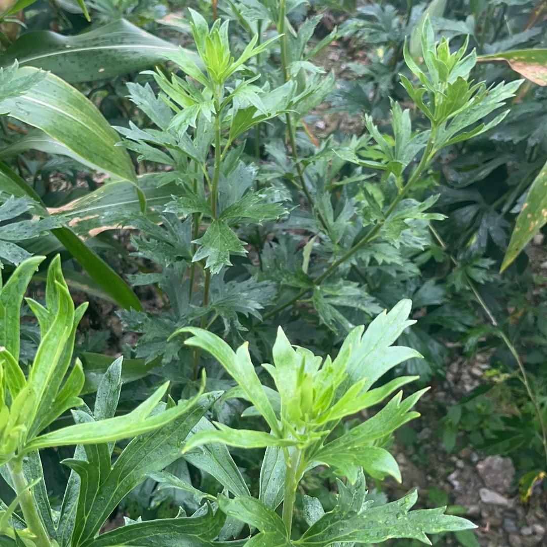 江油附子种植