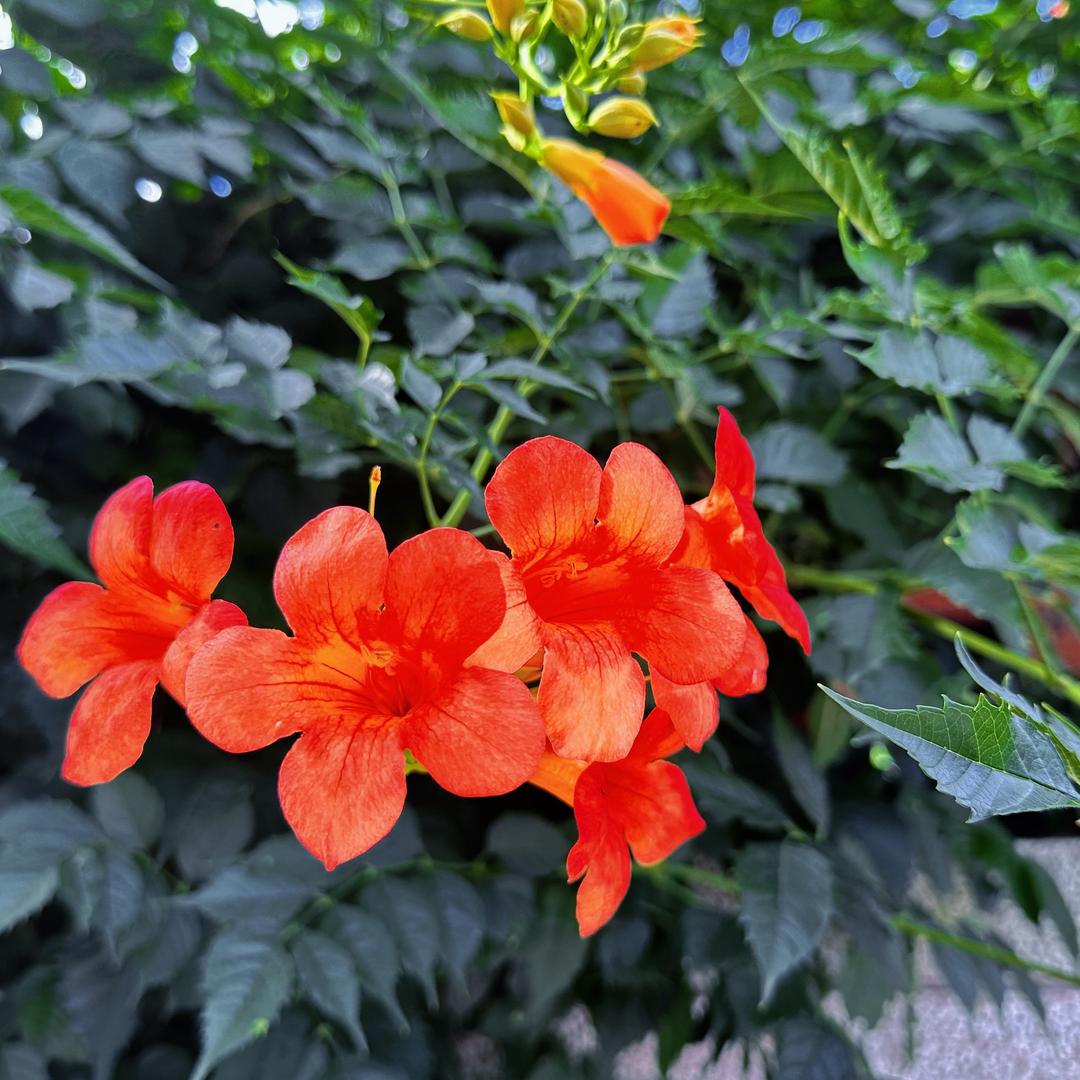 ︶