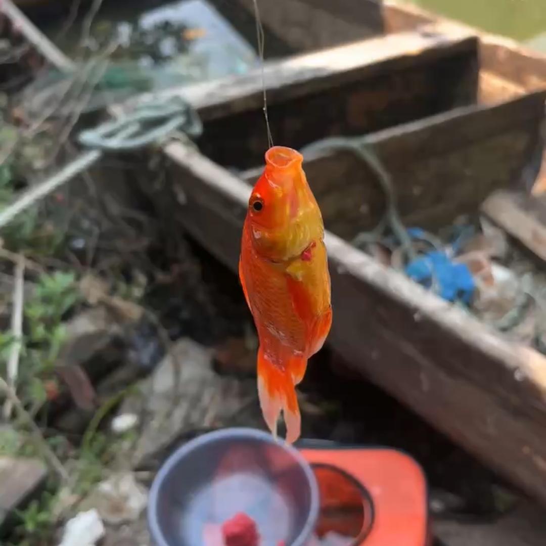 🌈钓：鱼人🎣