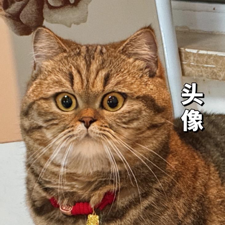 豆花本花