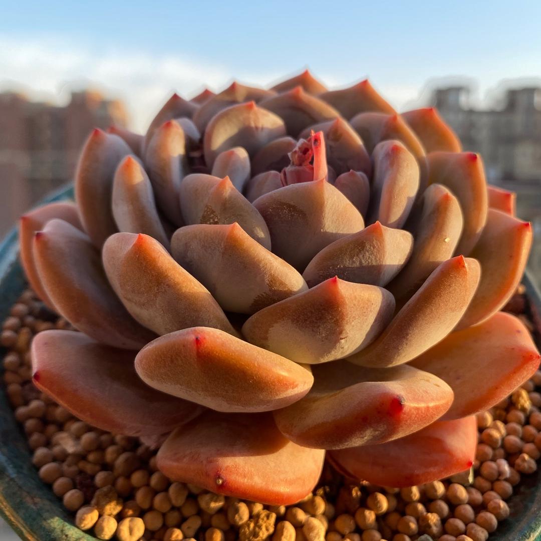 植迷物语