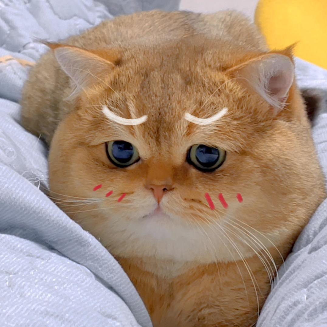 扁脸帆尼猫