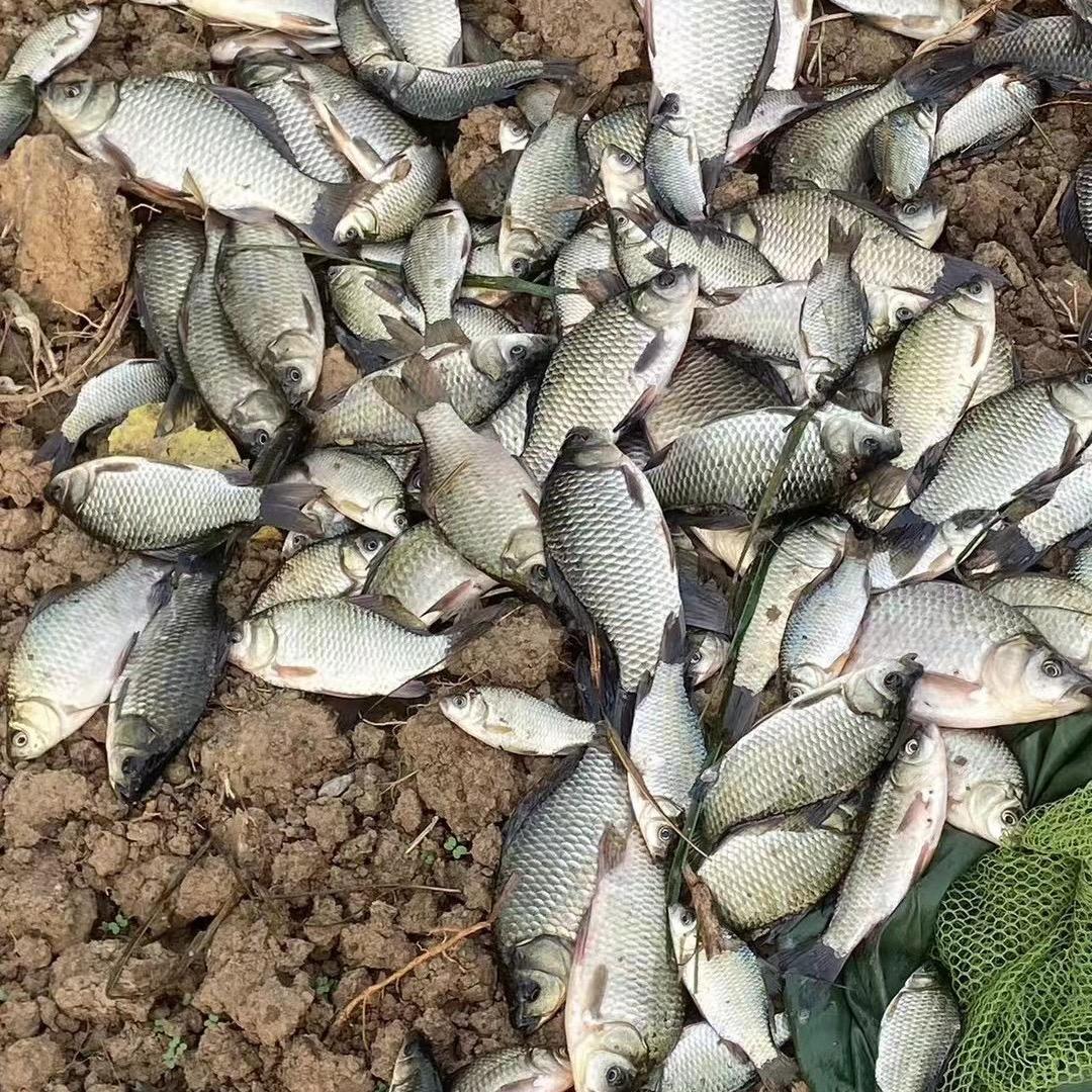 扬州新农人（农村土特产搬运工）