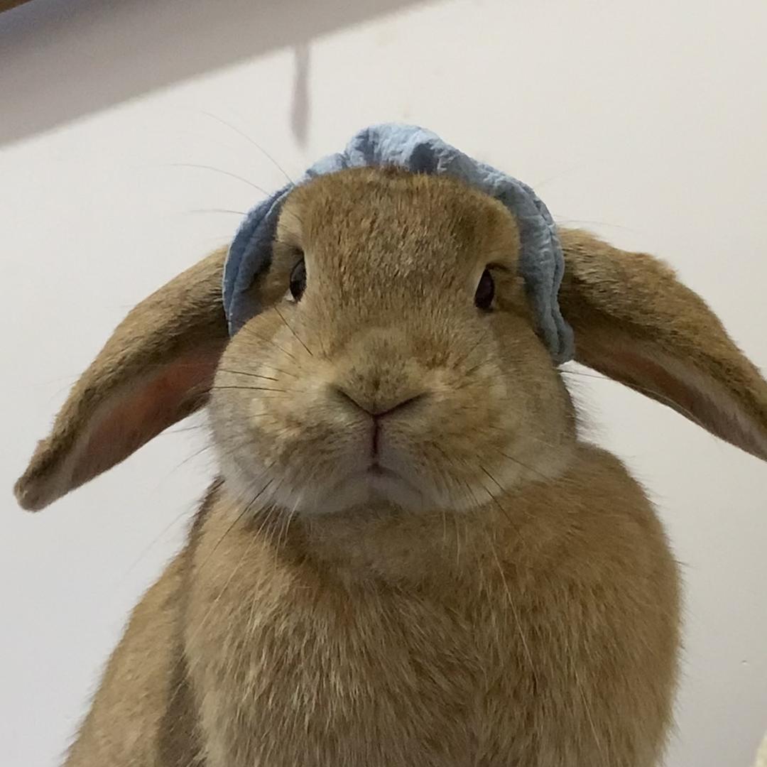 奶糖是只垂耳兔🐰