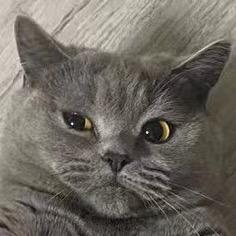 山竹是只猪