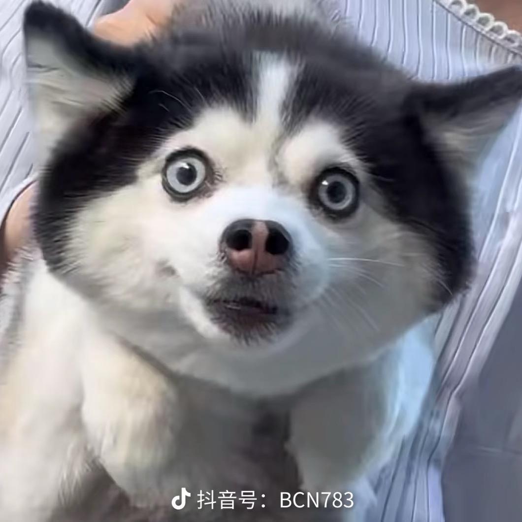 满山的猴子我腚最红😏