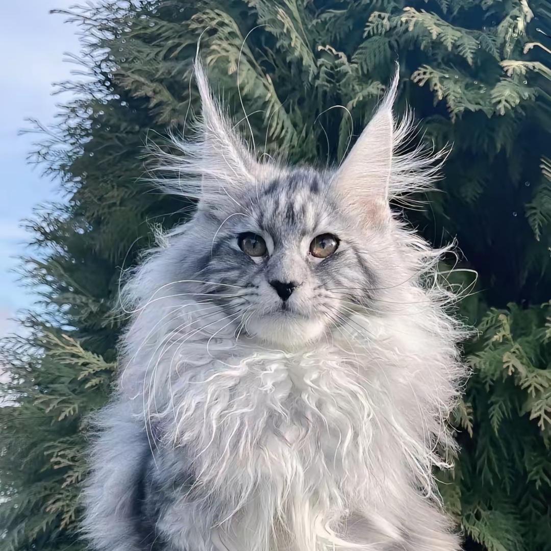 🐻🐱