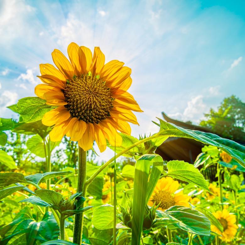 田园牧歌🌻