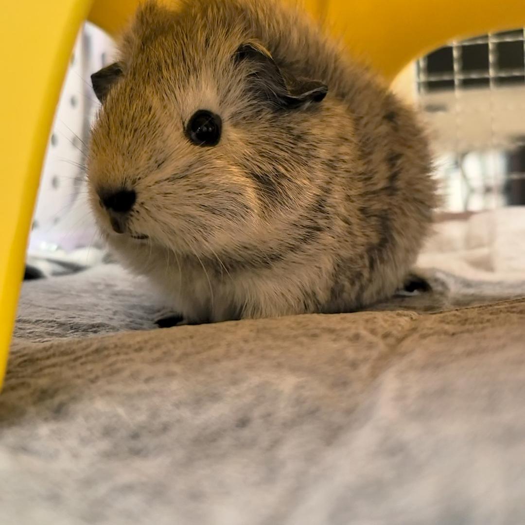 泽秋