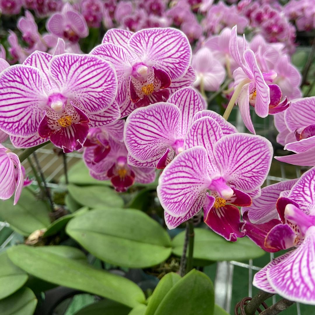 风雅花舍