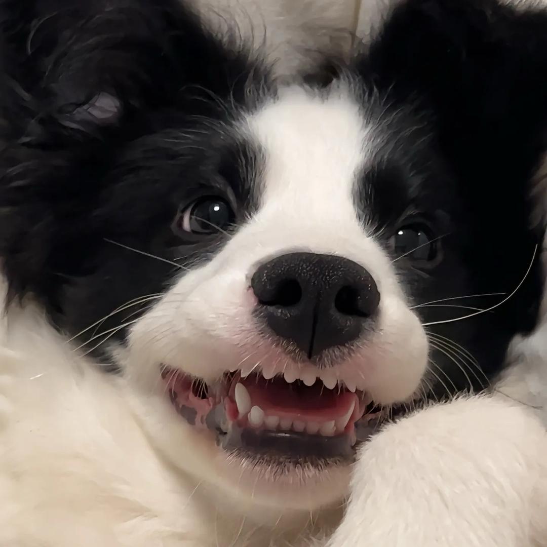 少爷我是恋爱脑
