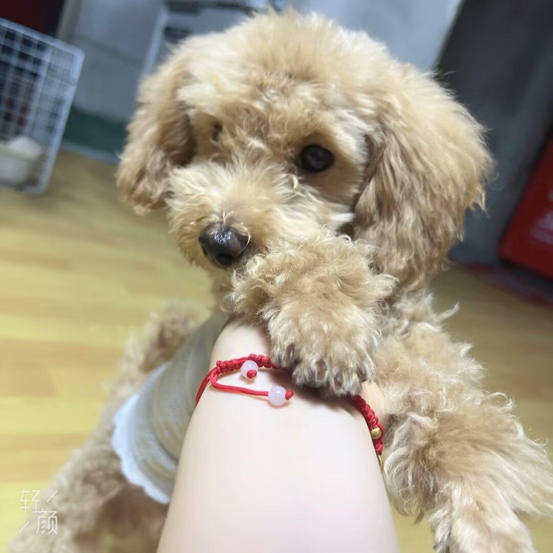 满栀