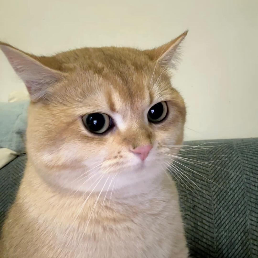 七七七仔