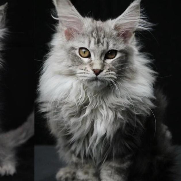 老王缅因猫