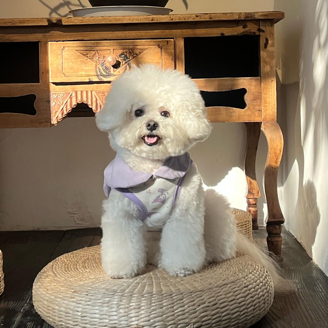 乐宝是只汪🐶