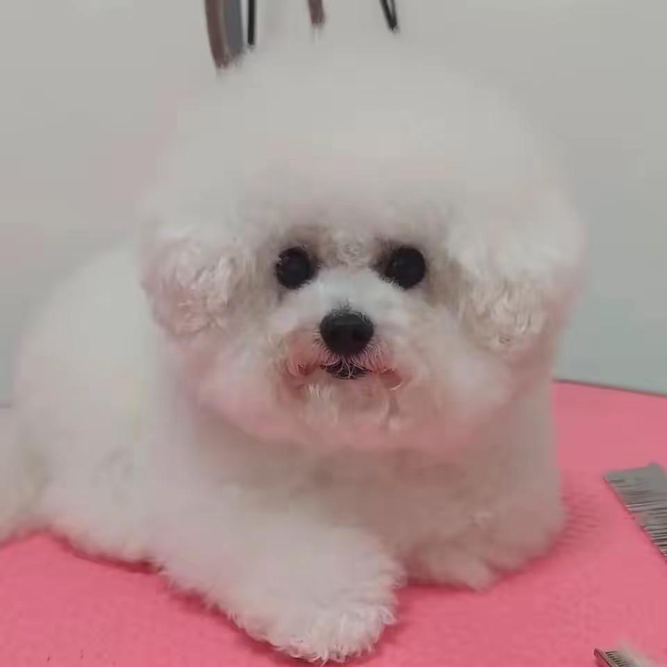 哈哆哆
