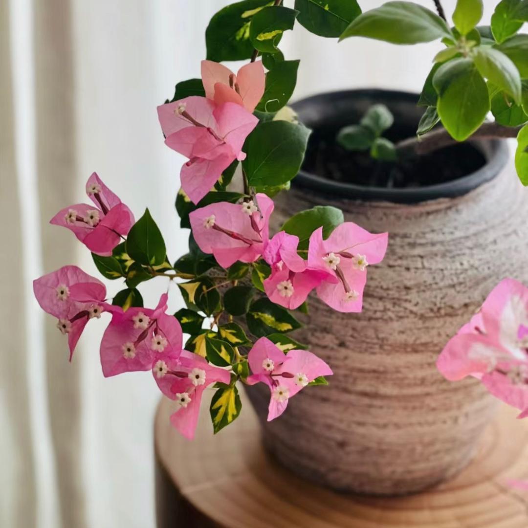玖七花卉基地