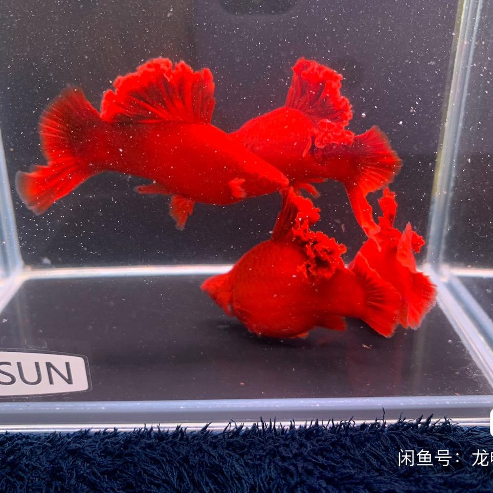 丰跃水族馆(精品红箭 红箭球)