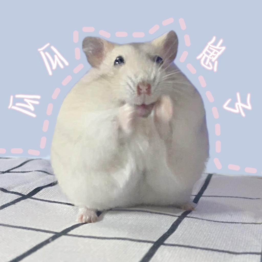 瓜瓜崽子（出熊）