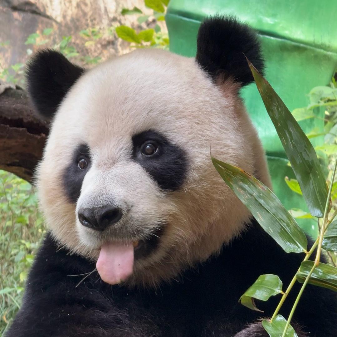 帅哥不是走地熊🐼