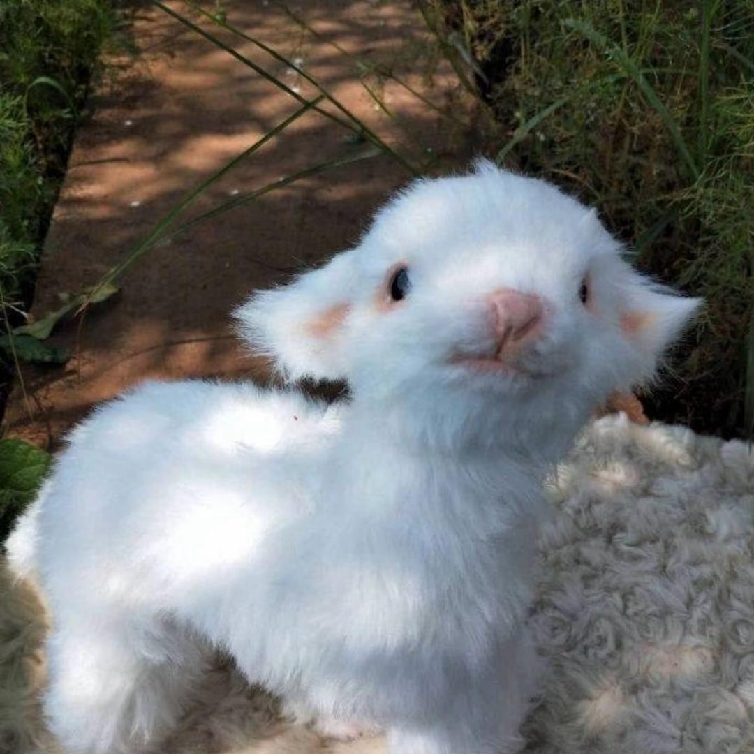 小羊游戏推荐官