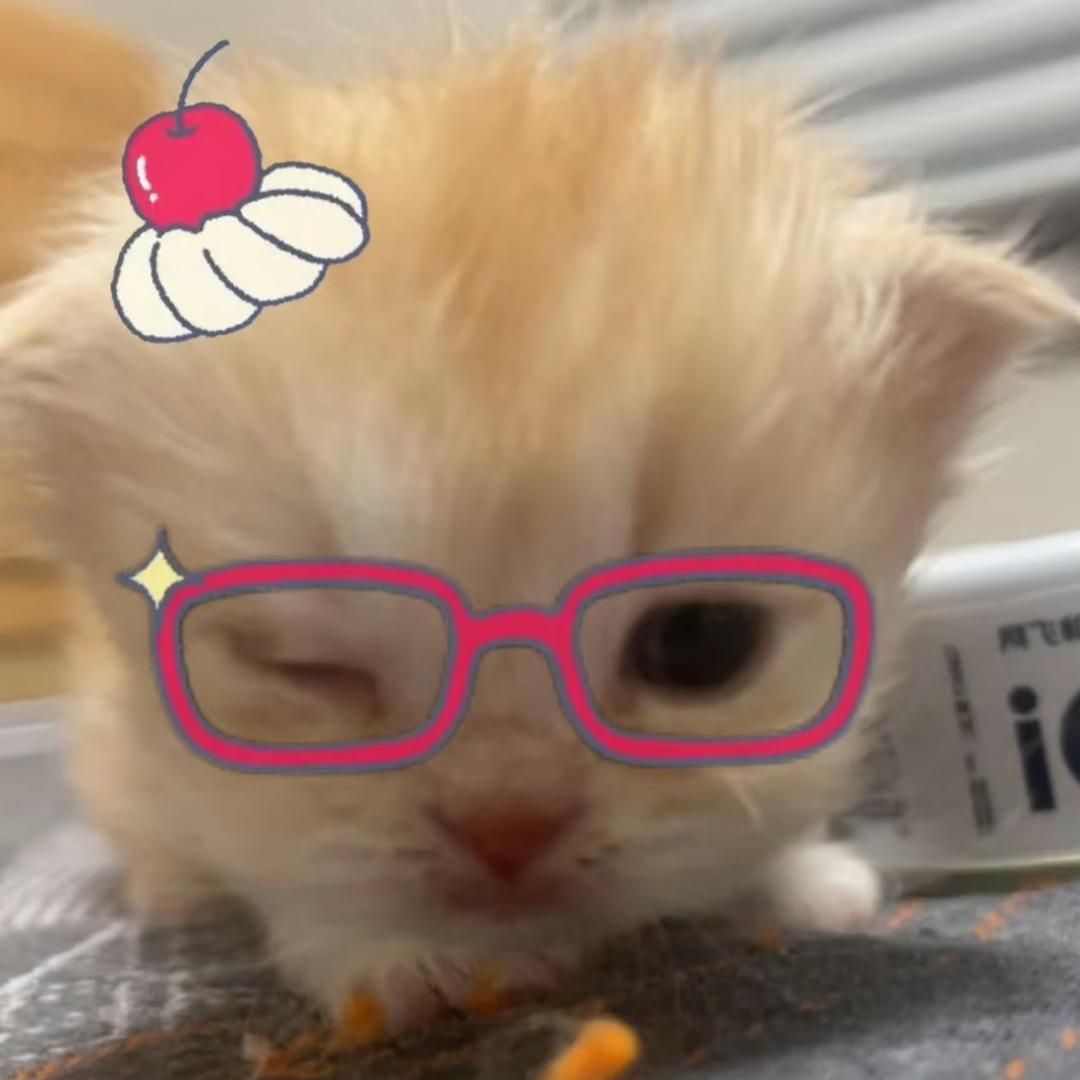 限定小桐