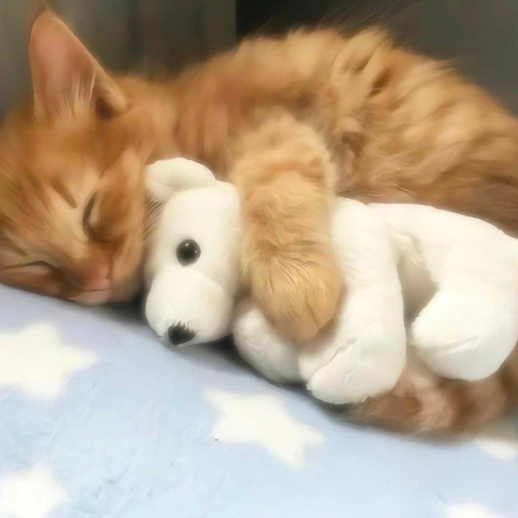 我要喝桂花酒酿y