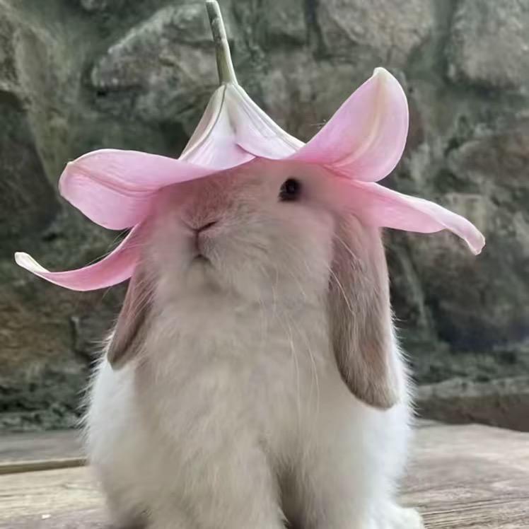 又文吃不饱🐰