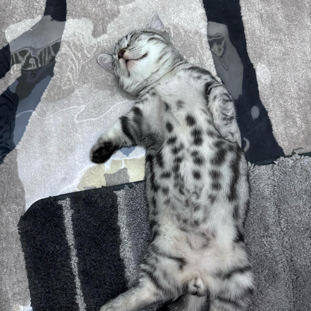 弥勒小沙-半价车