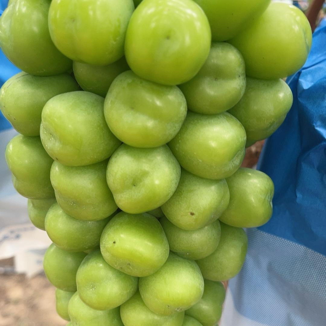 绿丰葡萄种植（雅豆葡萄）
