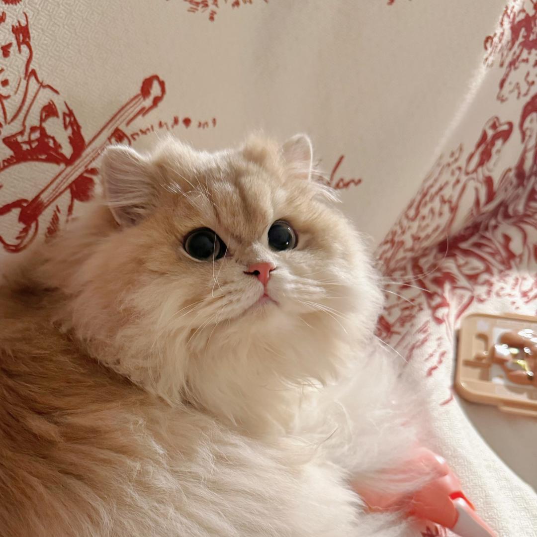 Solkatt稀有色渐层猫舍