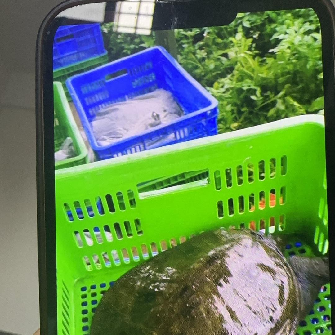 绿优生态甲鱼养殖基地