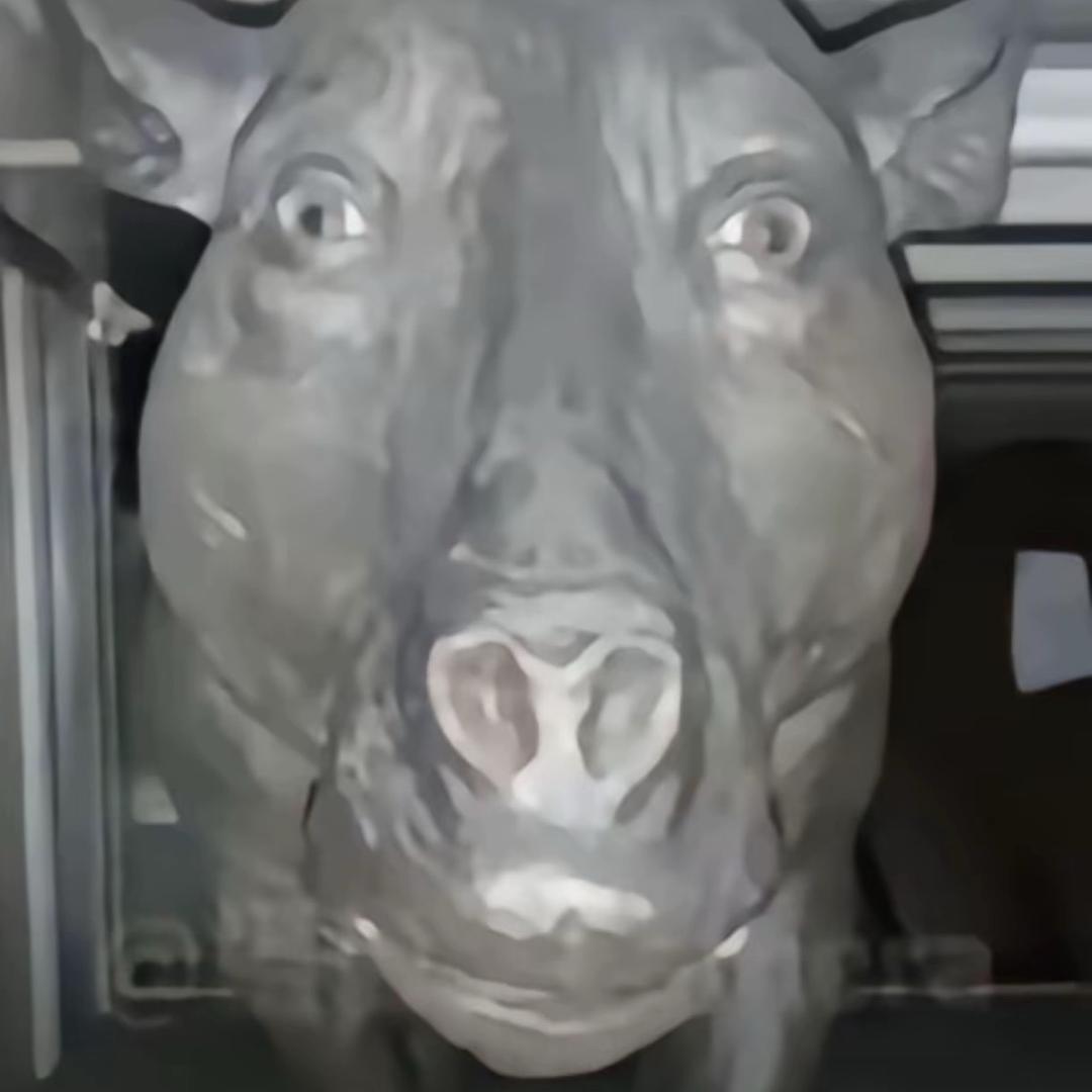 啥呀