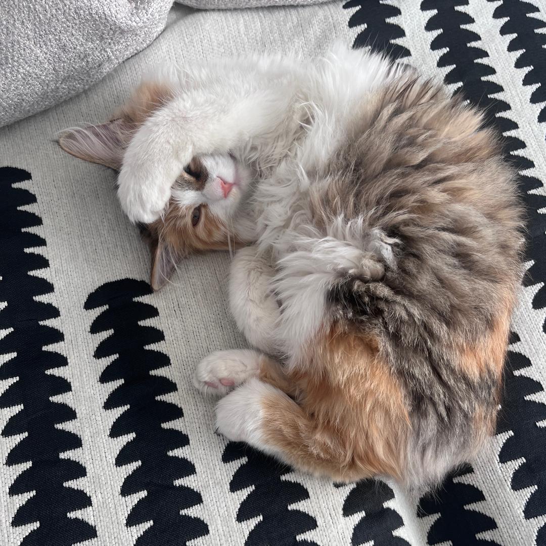 车小猫🐱