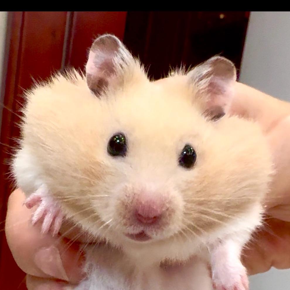 我是小熊熊🐹