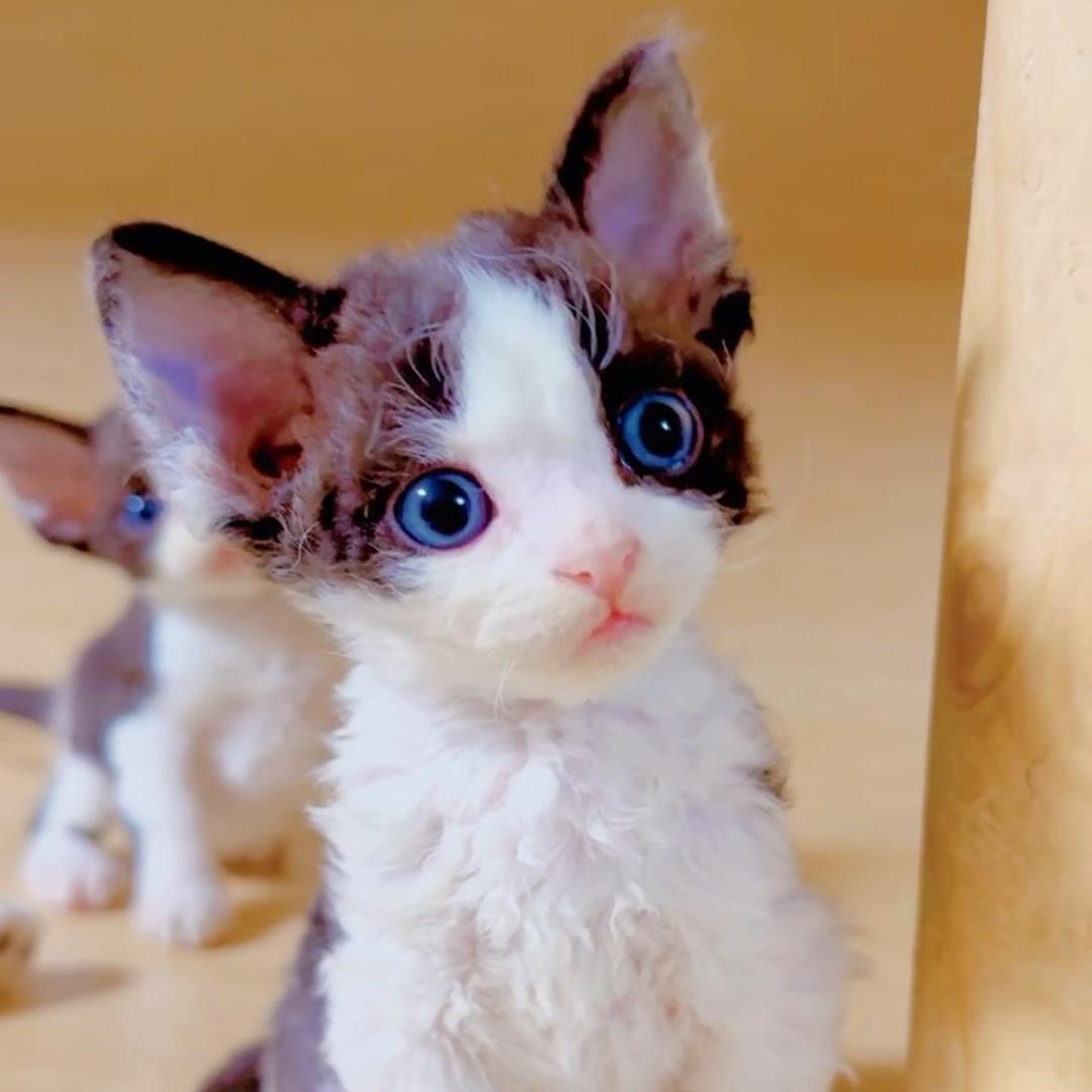 宝儿的德文卷毛猫