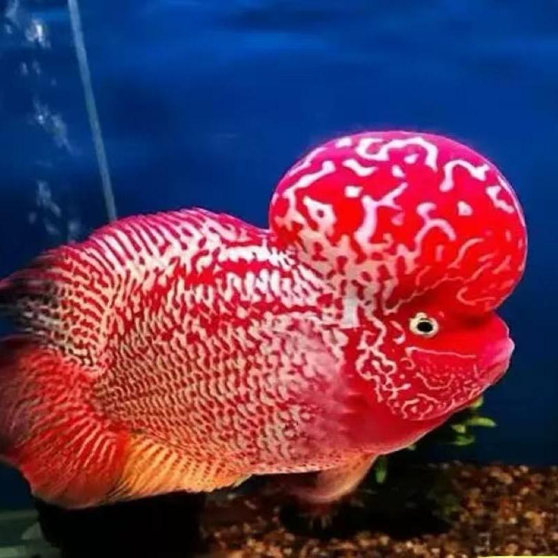 汐缘罗汉鱼养殖场