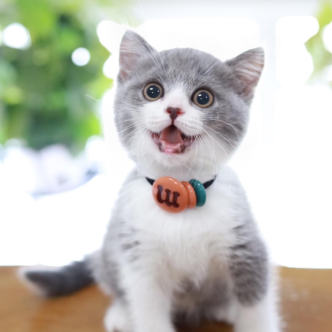 溜达是只猫