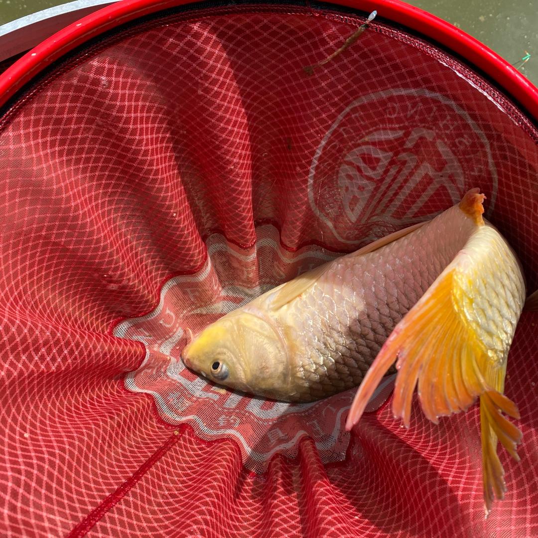 鲁班