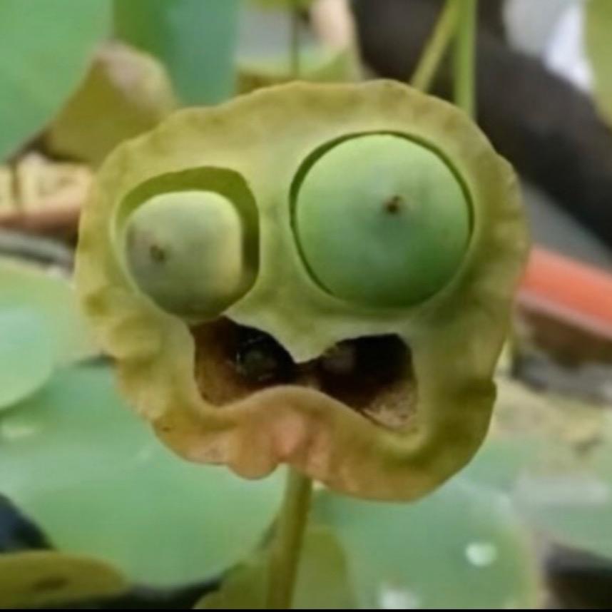 滚呐