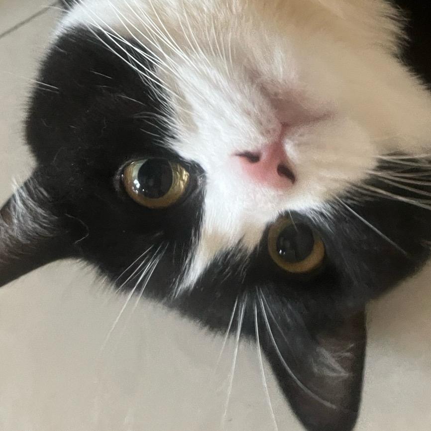 猫茜茜xi