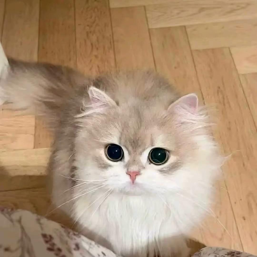 苕皮梦女