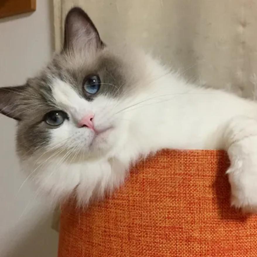 19号助理清风宠物用品