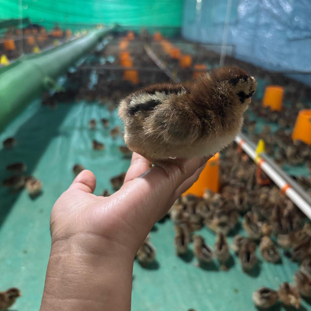 努力养鸡的日常